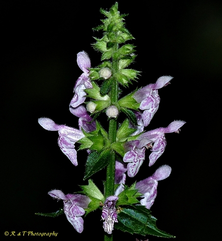 {Stachys latidens}